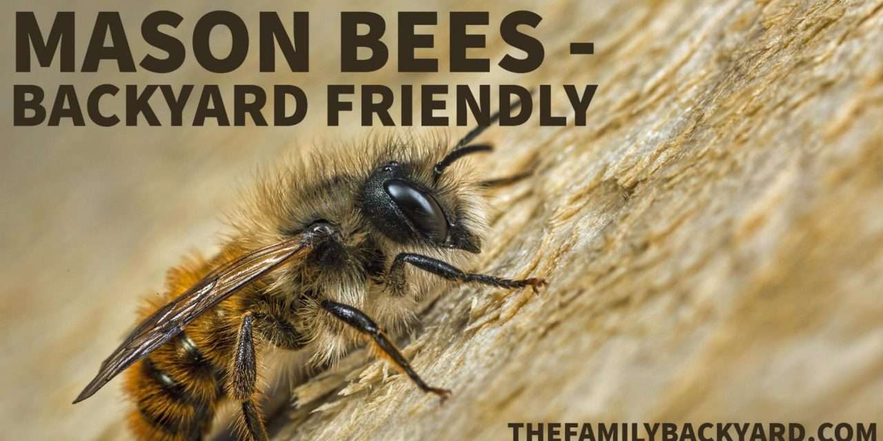 Mason Bees – Great Additions to Your Backyard