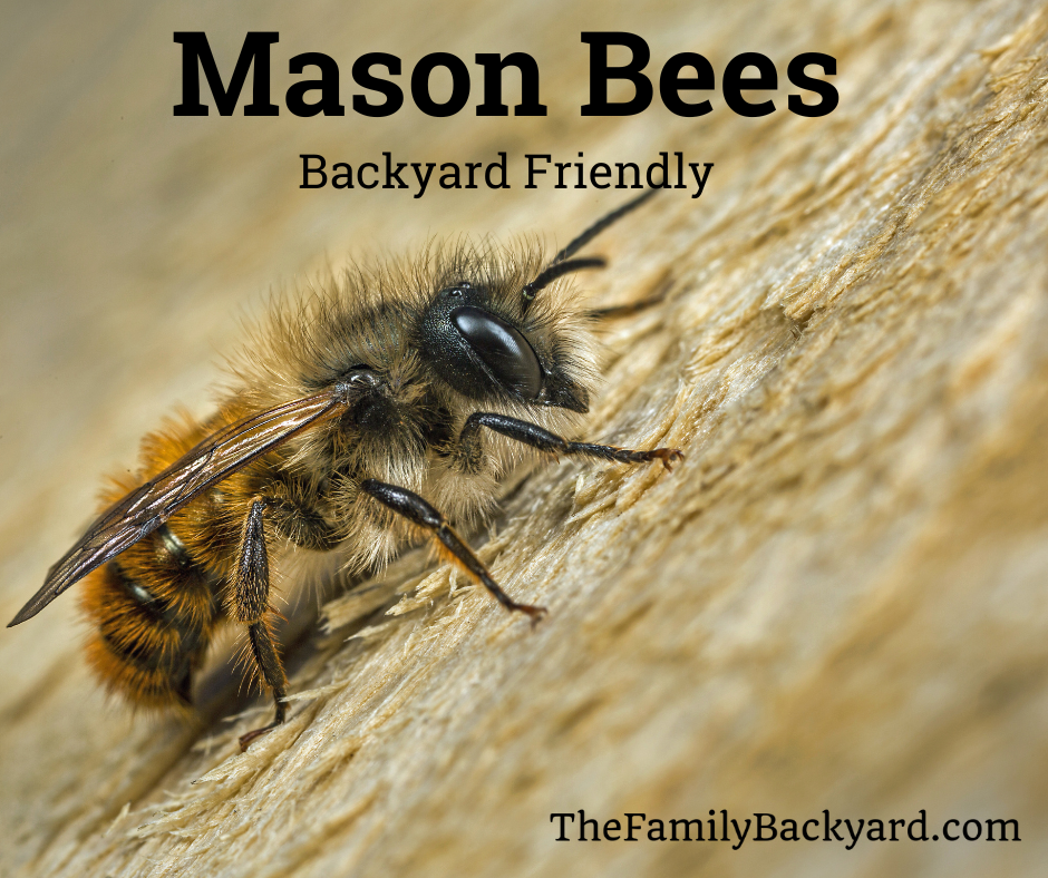 mason bees